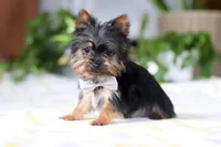 Bruno, a male Yorkshire Terrier for sale in Baltic, OH – Photo 3 of 5