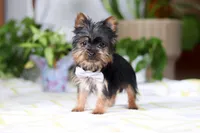 Bruno, a male Yorkshire Terrier for sale in Baltic, OH – Photo 5 of 5