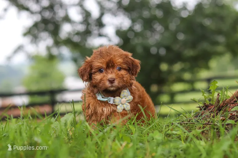 Waffles – Shihpoo puppy for sale in Baltic, OH