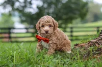 Milo, a male Poodle - Miniature  for sale in Baltic, OH – 5 of 7