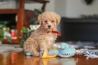 Brady, a male Poodle - Miniature  for sale in Baltic, OH – 1 of 7