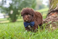 Arlo, a male Havanese for sale in Baltic, OH – 5 of 8