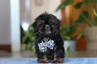 Romeo, a male Shih Tzu for sale in Baltic, OH – Photo 1 of 6