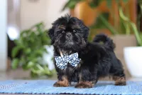 Romeo, a male Shih Tzu for sale in Baltic, OH – Photo 5 of 6