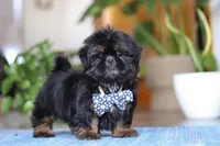 Romeo, a male Shih Tzu for sale in Baltic, OH – Photo 6 of 6