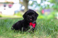 Finn, a male Shih Tzu for sale in Baltic, OH – 6 of 9