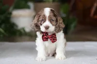 Rocky, a male Cocker Spaniel for sale in Baltic, OH – Photo 5 of 5