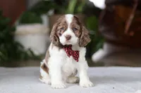 Rocky, a male Cocker Spaniel for sale in Baltic, OH – Photo 4 of 5