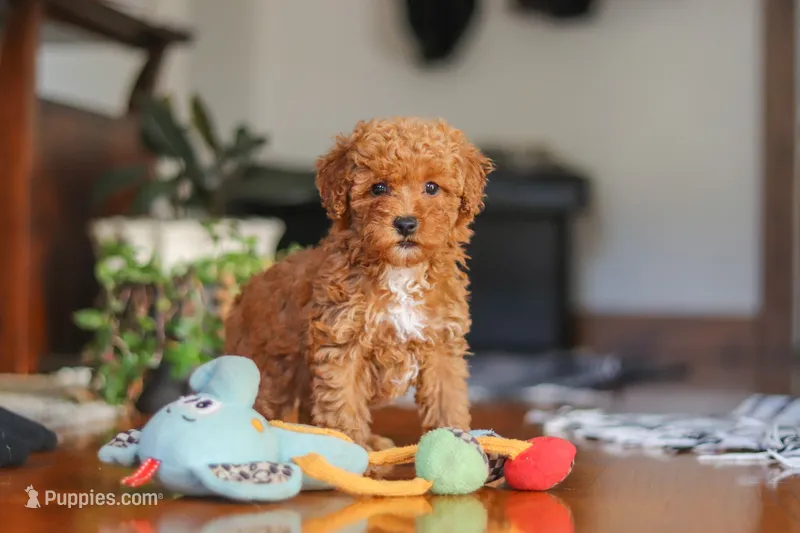 Fiona – Poodle - Miniature  puppy for sale in Baltic, OH