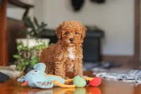 Fiona, a female Poodle - Miniature  for sale in Baltic, OH – 1 of 9