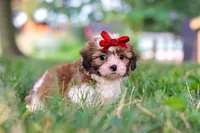 Coco, a female Shih Tzu for sale in Baltic, OH – 2 of 9