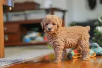 Brianna, a female Poodle - Miniature  for sale in Baltic, OH – 6 of 8