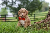 Milo, a male Poodle - Miniature  for sale in Baltic, OH – 4 of 7
