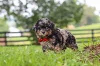 Koda, a male Shihpoo for sale in Baltic, OH – 6 of 7