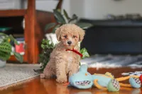 Brady, a male Poodle - Miniature  for sale in Baltic, OH – 2 of 7