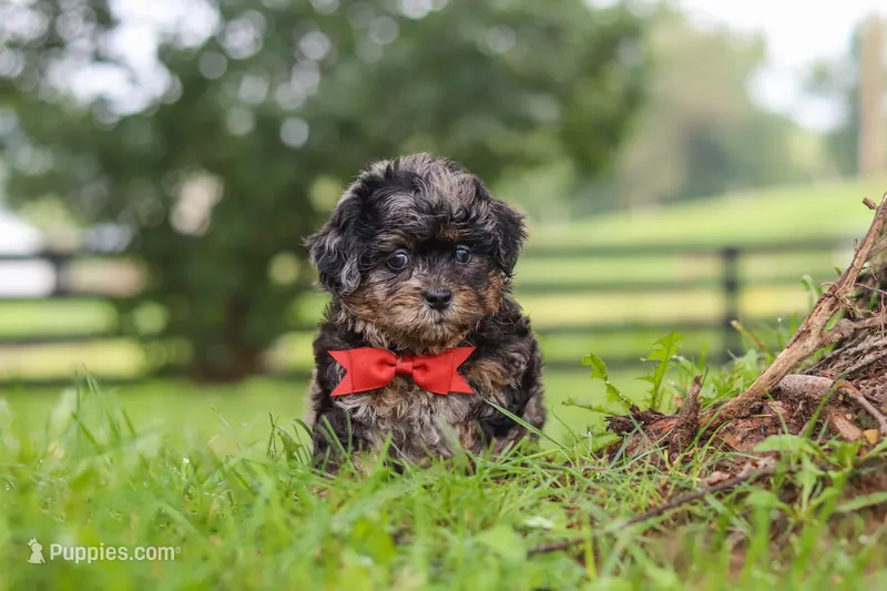 Koda – Shihpoo puppy for sale in Baltic, OH