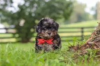 Koda, a male Shihpoo for sale in Baltic, OH – 1 of 7