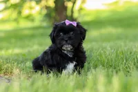 Layla, a female Shih Tzu for sale in Baltic, OH – 5 of 8