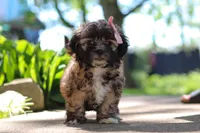 Fiona, a female Shih Tzu for sale in Baltic, OH – 4 of 10