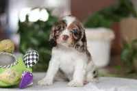 Ava, a female Cocker Spaniel for sale in Baltic, OH – Photo 3 of 5