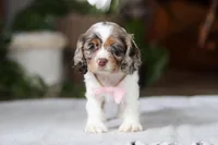 Ava, a female Cocker Spaniel for sale in Baltic, OH – Photo 2 of 5