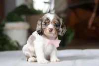 Ava, a female Cocker Spaniel for sale in Baltic, OH – Photo 5 of 5