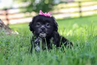 Brie, a female Shih Tzu for sale in Baltic, OH – 4 of 10
