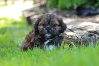 Theo, a male Shih Tzu for sale in Baltic, OH – 2 of 10