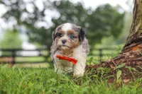 Scout, a male Shihpoo for sale in Baltic, OH – 3 of 7