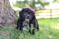 Brie, a female Shih Tzu for sale in Baltic, OH – 8 of 10