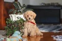 Brady, a male Poodle - Miniature  for sale in Baltic, OH – 6 of 7