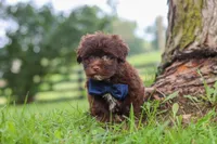 Arlo, a male Havanese for sale in Baltic, OH – 2 of 8