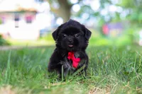 Finn, a male Shih Tzu for sale in Baltic, OH – 4 of 9