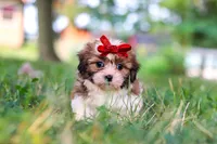 Coco, a female Shih Tzu for sale in Baltic, OH – 4 of 9