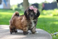 Fiona, a female Shih Tzu for sale in Baltic, OH – 7 of 10