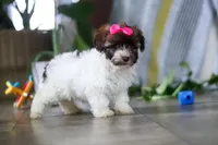 Lily, a female Havanese for sale in Baltic, OH – 4 of 5