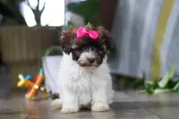 Lily, a female Havanese for sale in Baltic, OH – 2 of 5
