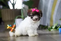 Lily, a female Havanese for sale in Baltic, OH – 3 of 5