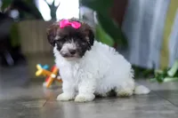Lily, a female Havanese for sale in Baltic, OH – 5 of 5