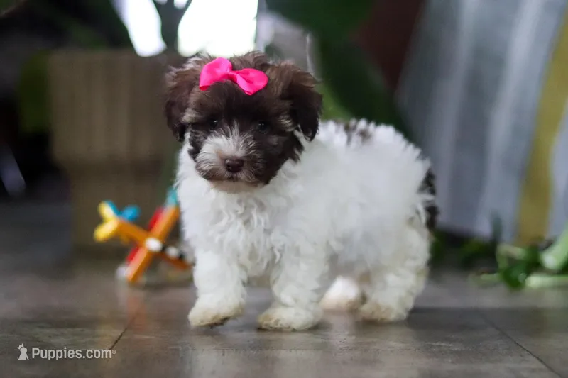 Lily – Havanese puppy for sale in Baltic, OH