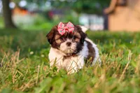 Rosie, a female Shih Tzu for sale in Baltic, OH – 1 of 10