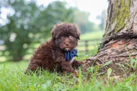 Arlo, a male Havanese for sale in Baltic, OH – 7 of 8
