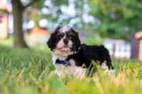 Ray, a male Shih Tzu for sale in Baltic, OH – 4 of 5