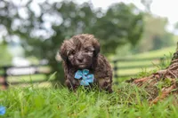 Winston, a male Havanese for sale in Baltic, OH – 4 of 10