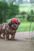 Lucy, a female Shihpoo for sale in Baltic, OH – 6 of 8