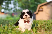Maverick, a male Shih Tzu for sale in Baltic, OH – 2 of 7