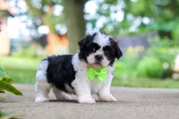 Huckleberry, a male Shih Tzu for sale in Baltic, OH – 3 of 9