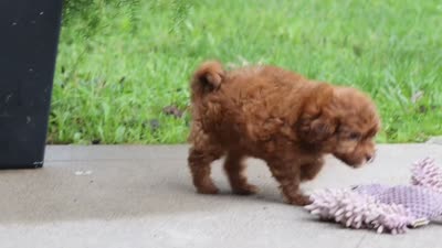Waffles, a male Shihpoo for sale in Baltic, OH – 6 of 6