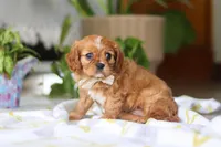 Daisy, a female Cavalier King Charles Spaniel for sale in Baltic, OH – Photo 2 of 7