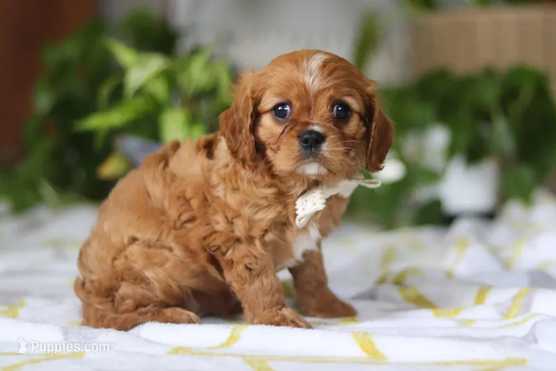 Daisy – Cavalier King Charles Spaniel puppy for sale in Baltic, OH